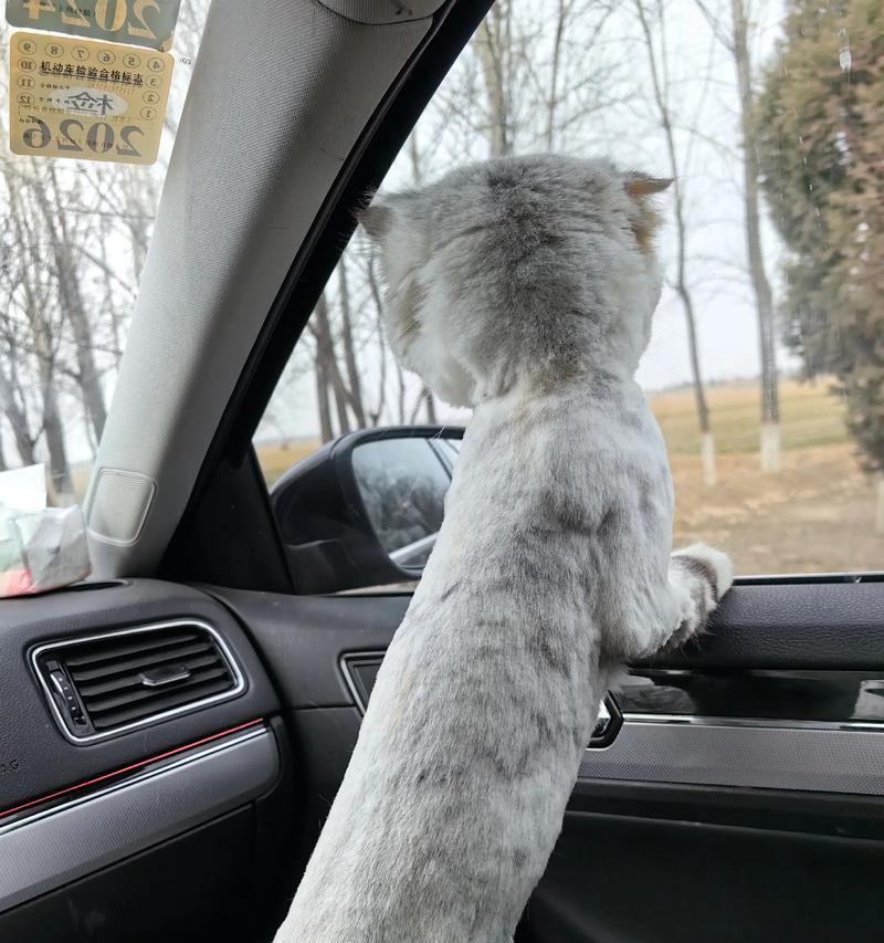 猫被剃毛后的恢复时间与护理（猫毛剃毛后的生长周期及护理细节）