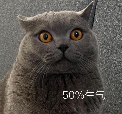 揭秘猫咪的语言（猫咪的语言奥秘解析，飞机耳揭示内心感受）