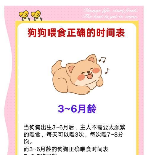 新手养狗指南（小狗喂饭的合适频率和注意事项）