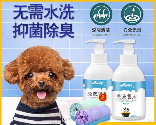 泰迪洗澡时间和注意事项（泰迪宠物洗澡频率及洗澡前后的注意事项）